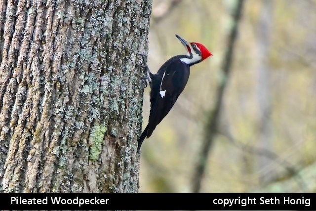 Al arge black woodpecker bird with a bright red head and long beak clings to the side of a tree with its feet. Captioned Pileated Woodpecker copyright Seth Honig.