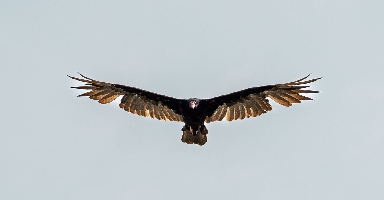 A turkey vulture soars with their wings outspread in front of cloudless blue sky.