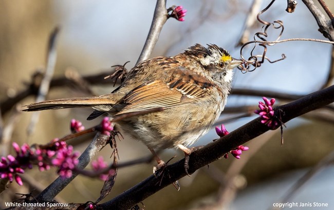 A small mostly brown bird with a little patch of yellow above its beak and white below its beak sits perched on a Redbud tree branch with small purple flowers just beginning to bud.  Captioned White-throated Sparrow copyright Janis Stone.