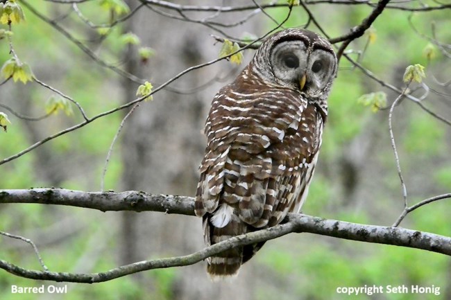 A large bird sits on a tree branch with its head turned looking over its shoulder towards the camera, captioned Barred Owl copyright Seth Honig.