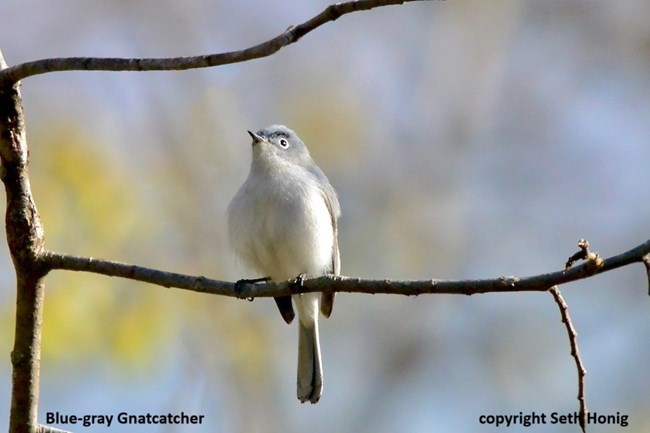 A small fluffed up bird with a cream colored breast and light blueish/gray head and back is perched on a small twig, captioned Blue-gray Gnatcatcher copyright Seth Honig.