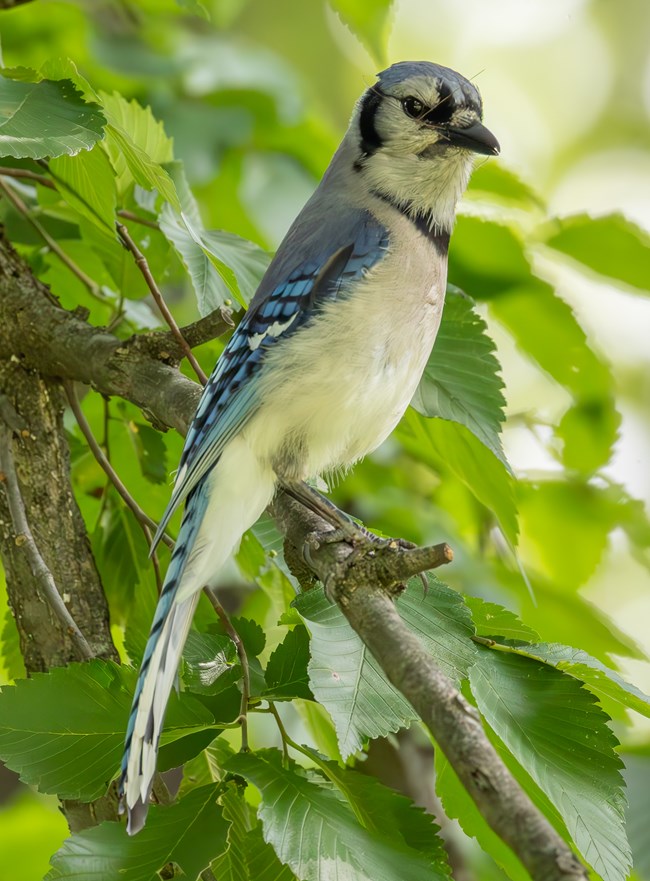 A medium sized bird, a Blue Jay, with a white breast, light blue head and shoulder, darker blue wing and tail with black spots, collar, eye, and bill stands perched on a tree branch in profile, looking towards the camera, with green leaves around it.