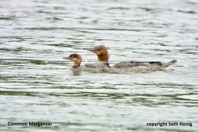 An adult duck and a duckling swim in lightly rippled water, captioned Common Merganser copyright Seth Honig.