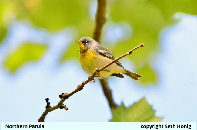 A small bird photographed from below has a yellow belly and underside of its beak and grayish wings, tail and head, captioned Northern Parula copyright Seth Honig.