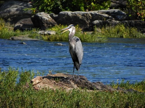 Great Blue Heron fishing in the river above the falls.