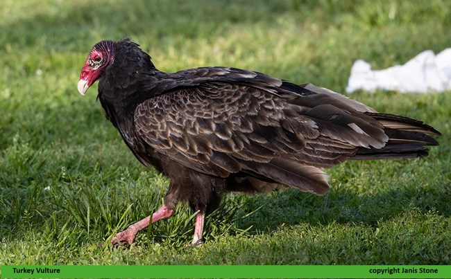 A large bird with black feathers edged with white and a bright red head walks across bright green grass.  Captioned Turkey Vulture copyright Janis Stone.
