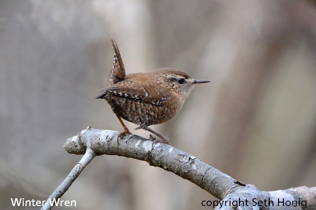 A small mostly brown bird with small white spots along its wings and belly perched on a tree limb captioned Winter Wren copyright Seth Honig.
