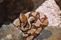 Northern Copperhead