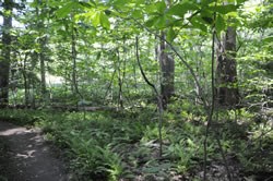 A summer view of paw paw and ferns on the Swamp Trail