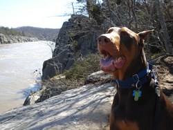 Leashed dogs are welcome on all park trails. Leashed dogs are welcome on all park trails.