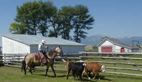 A park volunteer roping calves at Western Heritage Days.