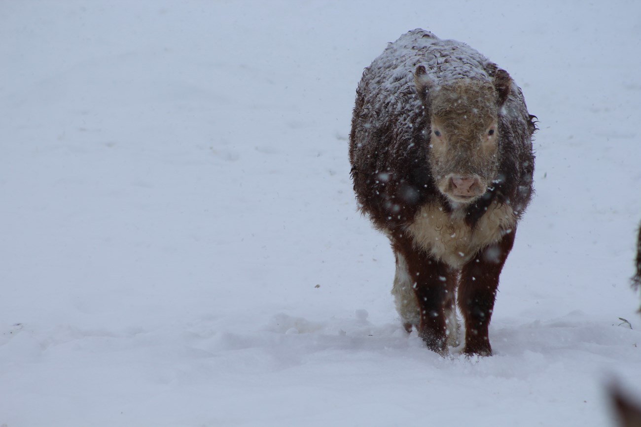 Lone Hereford cow in heavy snowstorm