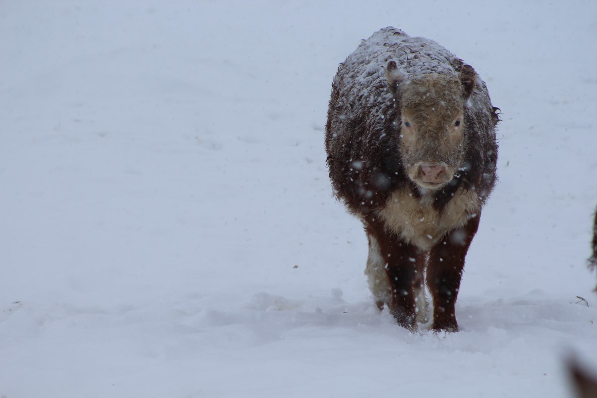 Lone Hereford cow in heavy snowstorm