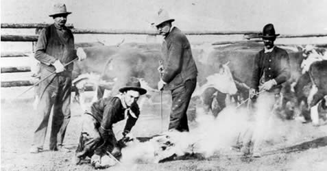Cowboys branding a calf. Cowboys branding a calf.