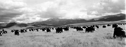 Cow herd grazing Montana ranges.