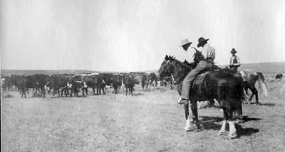 Cowboy and cattle in Eastern Montana, ca. 1910.