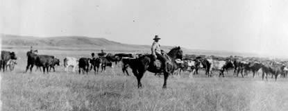 Hisotric image of cowboy watching cattle graze on the open range. Hisotric image of cowboy watching cattle graze on the open range.