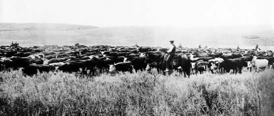 Cowboys on a trail drive. Cowboys on a trail drive.