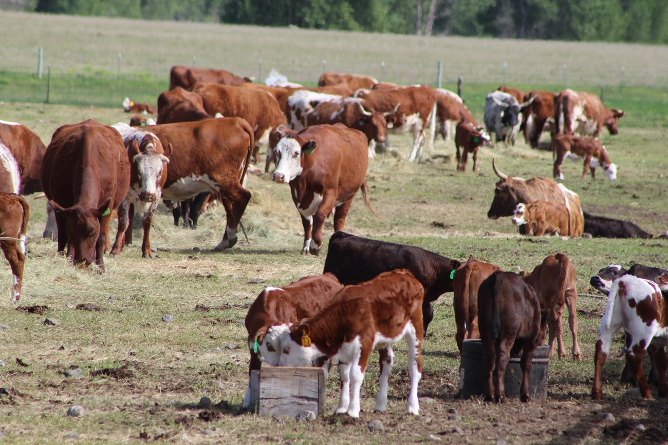 Herd of cattle eating hay.  Several calves in foreground.