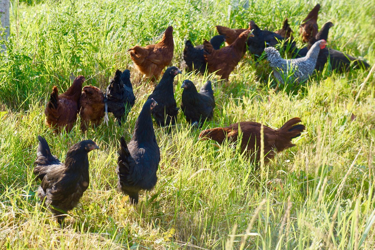 Group of several chickens pecking the grass.