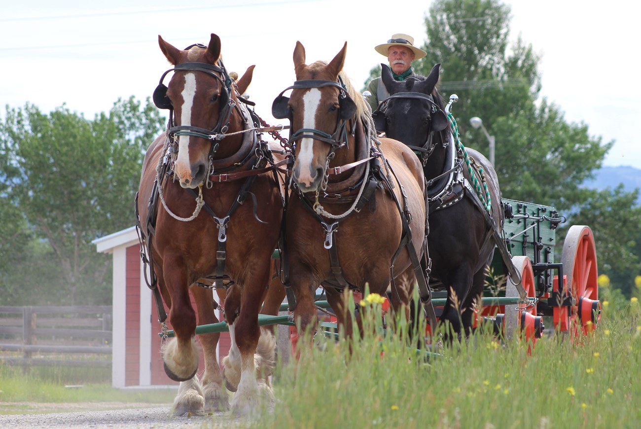 Four horse hitch of drafts pulling a heavy wagon toward the camera.  View is about chest high, side of wagon can be seen to the right, rear of photo.