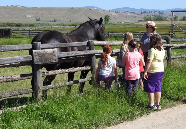 Black draft horse in corral with group of children and ranger at the rail fence