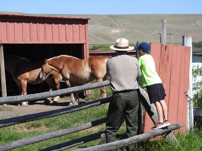 Ranger with a child at the fence looking at draft horses.