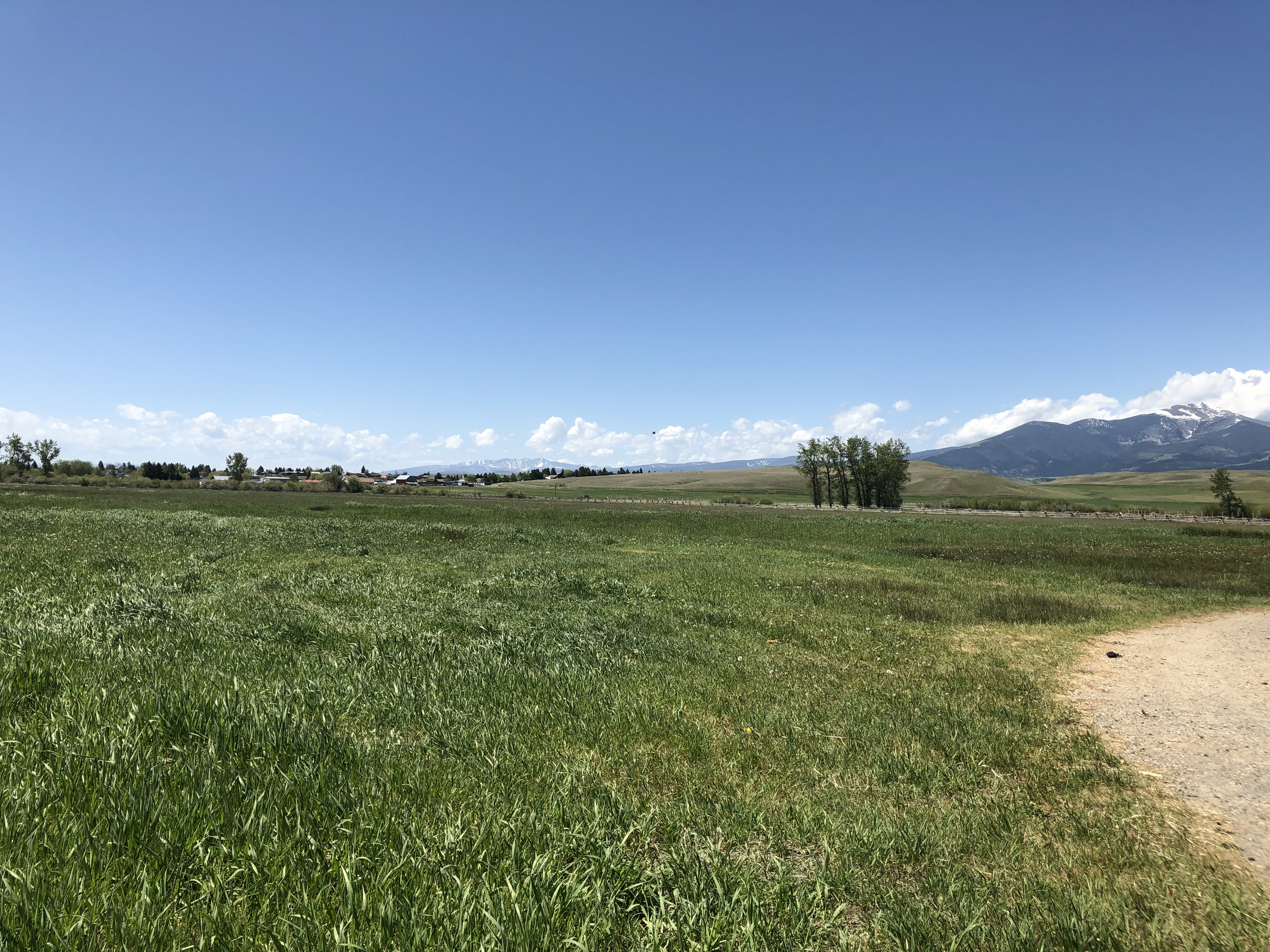 green grass hay field with cottonwood trees in middle of view, distant edge, mountains in the distance