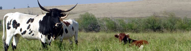 Cattle grazing in the pasture.