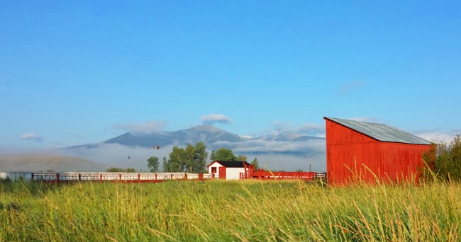 green grass in front, sunlight red shed to right, mountains in distance with fog in front, duck in flight