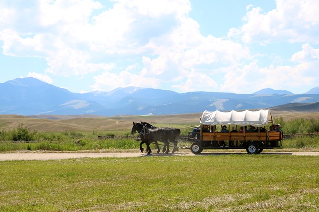 Team of draft horses pull a covered wagon full of visitors across the ranch.  Sunny day, mountain and cottonwood trees in back.