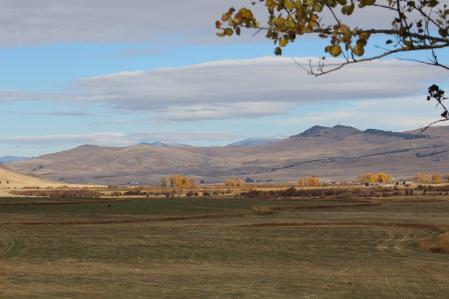 Golden meadow in the fall with a moose in the front and white-tailed deer grazing to the back, willows frame the meadow behind