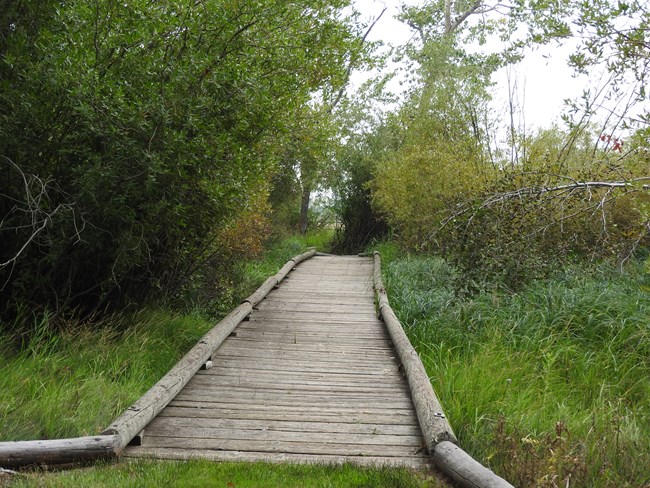 looking down the length of a wooden boardwalk with green deciduous trees and shrubs on either side