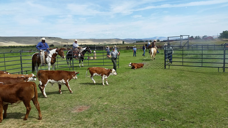 Cowboys roping cattle at the branding event. Cowboys roping cattle at the branding event.