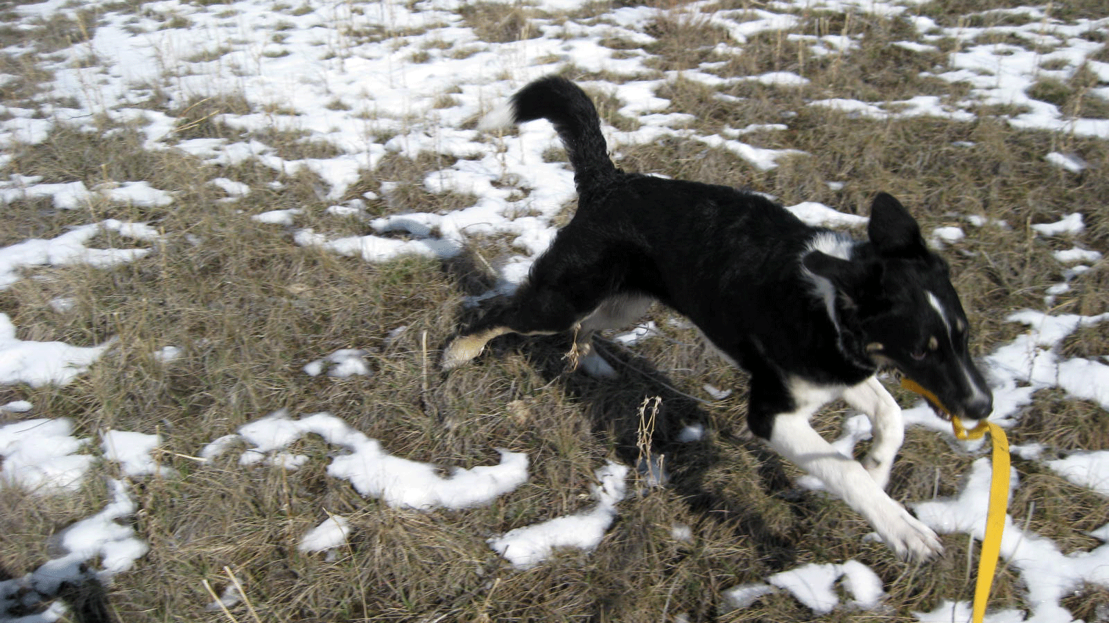 German Shepard cross puppy running with leash in its mouth.