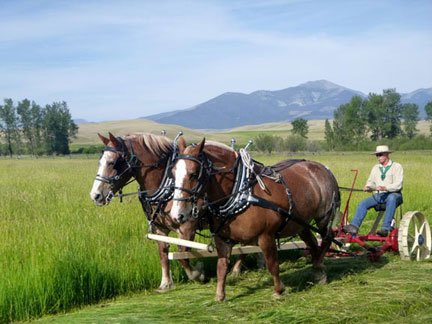 Belgian draft horses pulling a sickle mower to cut hay Belgian draft horses pulling a sickle mower to cut hay