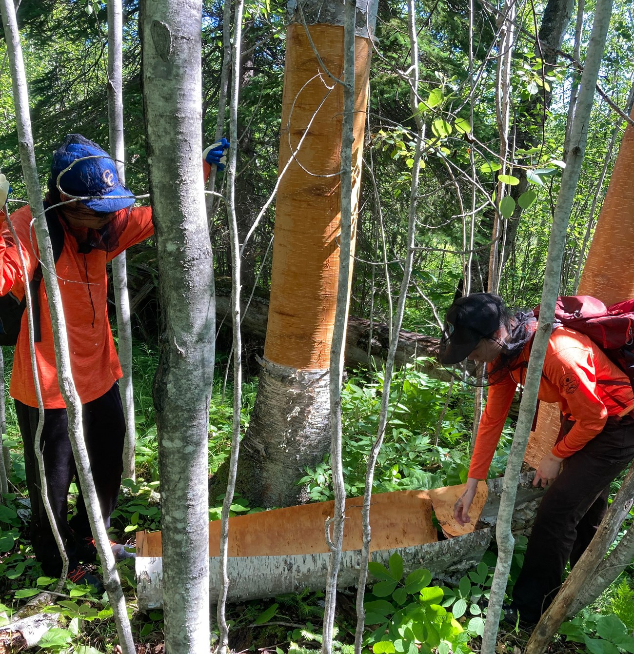Two people dressed in orange shirts and head nets are gathering birch bark from trees.