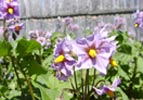Potatoes blossoms in the kitchen gardens