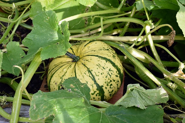 A green and white squash growing on a vine.