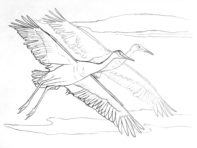Line drawing of a pair of Sandhill cranes in flight.
