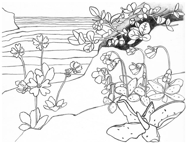 Line drawing of three different wildflowers growing on a cliff at the edge of a lake.
