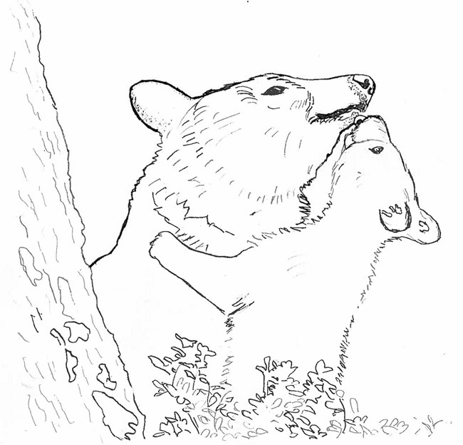 Line drawing of a bear cub holding its mother,