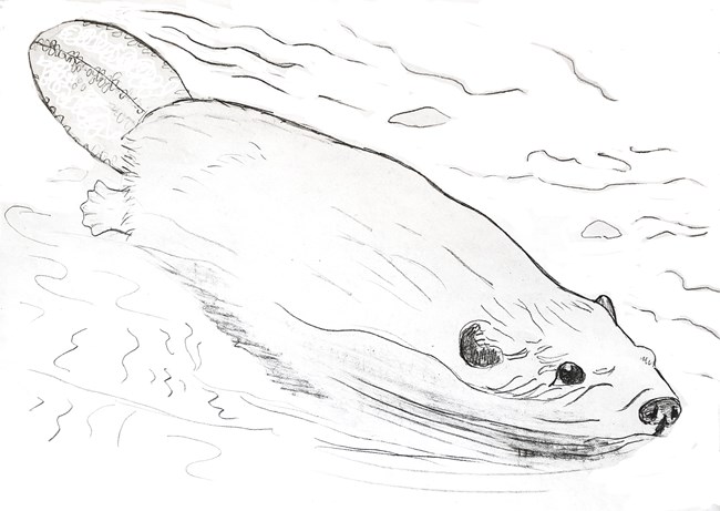 Line drawing of a swimming beaver.