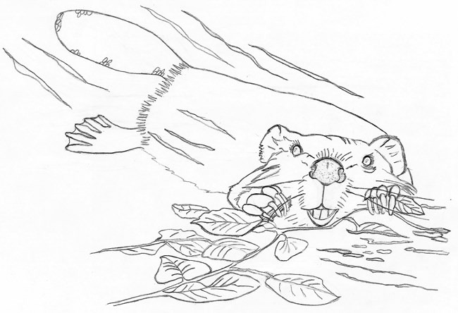 Line drawing of a swimming beaver holding a leafy branch.