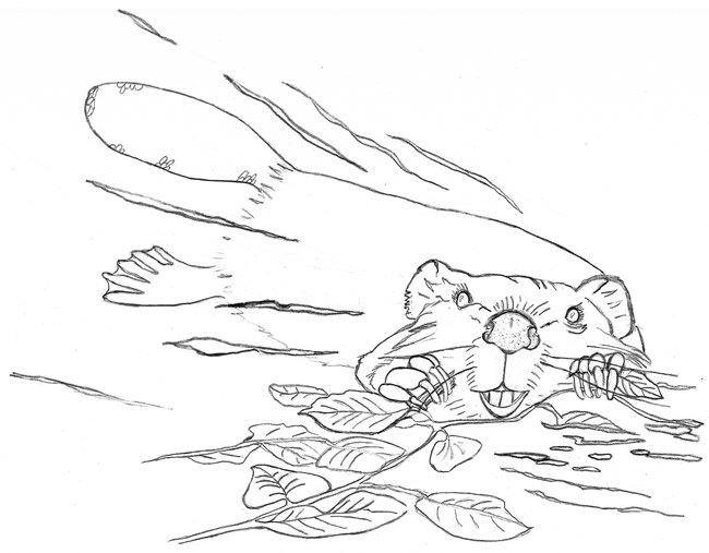 Line drawing of a swimming beaver holding a leafy branch.