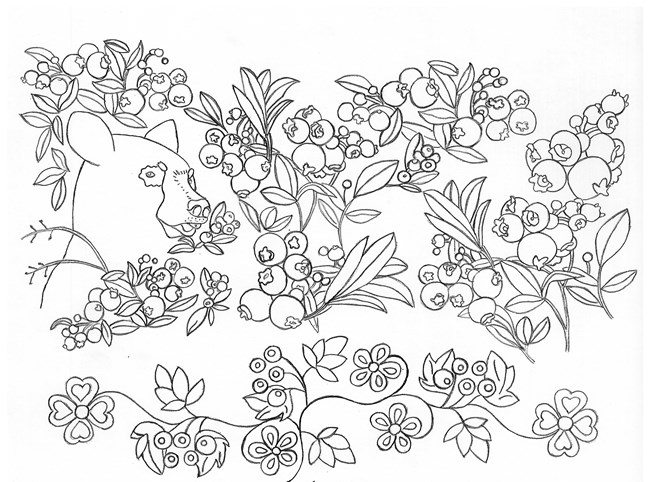 Line drawing of blueberry plants, a small bear head, and Ojibwe floral pattern.