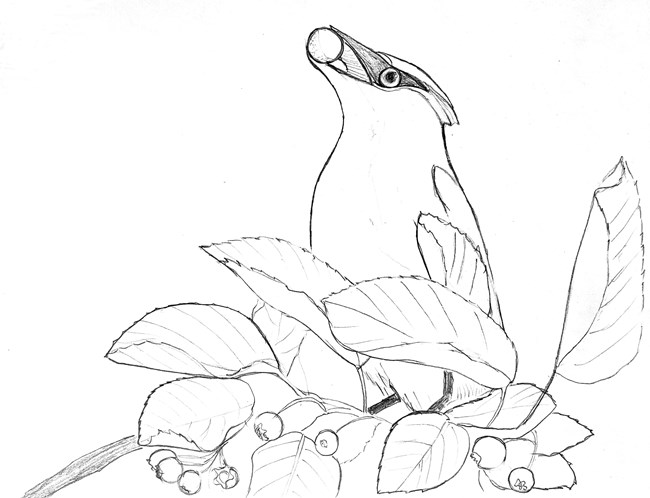 A bird holding a berry in its beak, perched among leaves on a branch.