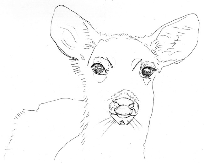 Line drawing of a doe's head.