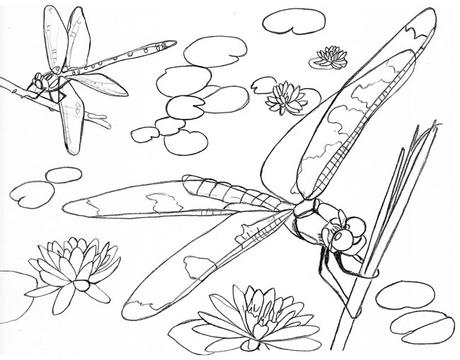 Two dragonflies and some waterlilies.