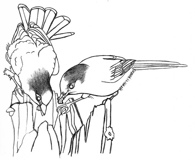 Line drawing of two birds holding food in their beaks, bending over a broken off stump.